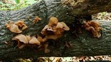 Auricularia angiospermarum image