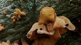 Auricularia angiospermarum image