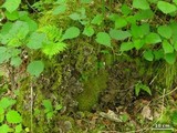 Peltigera praetextata image