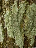 Loxospora ochrophaea image