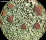 Loxospora ochrophaea image