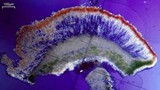 Loxospora ochrophaea image