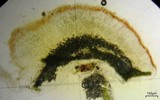 Loxospora ochrophaea image