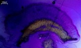 Loxospora ochrophaea image