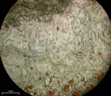 Lecanora cinereofusca image
