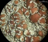 Lecanora cinereofusca image