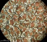 Lecanora cinereofusca image