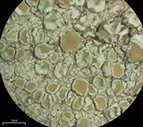Lecanora strobilina image