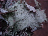 Platismatia glauca image