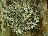 Parmotrema stuppeum image