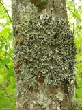 Parmotrema stuppeum image