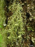 Usnea ceratina image