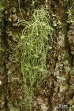 Usnea ceratina image