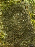 Vahliella leucophaea image