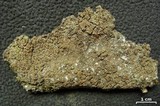 Vahliella leucophaea image