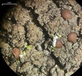 Vahliella leucophaea image