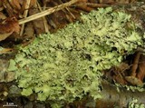 Flavopunctelia flaventior image