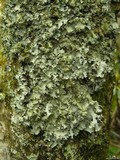 Parmotrema crinitum image