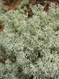 Cladina arbuscula image