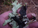 Platismatia glauca image