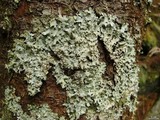 Hypotrachyna gondylophora image