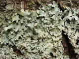 Hypotrachyna gondylophora image