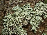 Hypotrachyna gondylophora image