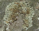 Menegazzia subsimilis image