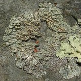 Menegazzia subsimilis image