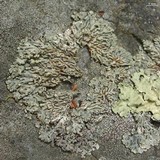 Menegazzia subsimilis image