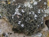 Toninia aromatica image