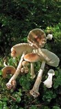 Amanita brunnescens image
