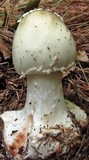 Amanita brunnescens image
