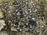 Toninia aromatica image
