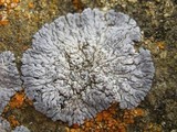 Physcia caesia image