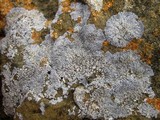 Physcia caesia image