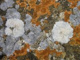 Physcia caesia image