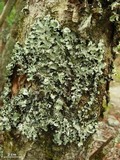Parmotrema tinctorum image