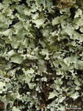 Parmotrema tinctorum image