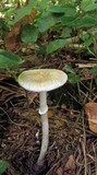 Amanita solaniolens image