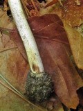 Amanita solaniolens image