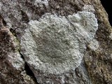 Diploicia canescens image