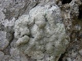 Diploicia canescens image