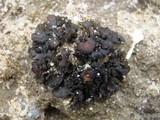 Collema tenax var. tenax image