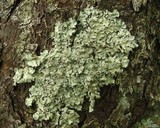 Parmotrema crinitum image
