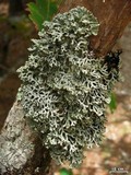 Hypogymnia krogiae image