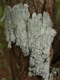 Pertusaria trachythallina image