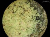 Lepraria ecorticata image