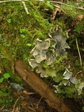 Peltigera neopolydactyla image