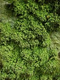 Biatora chrysantha image